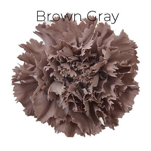 Standard Carnation / Brown Gray