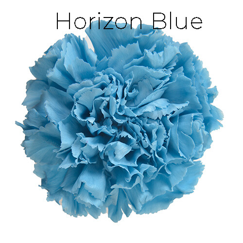 Mini Carnation / Horizon Blue