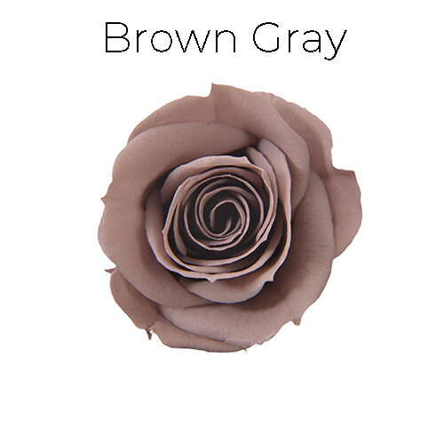 Spray Rose / Brown Gray