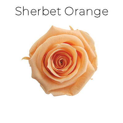 Spray Rose / Sherbet Orange