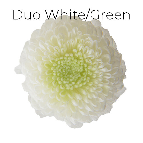 Pompon Mum Duo - White / Green