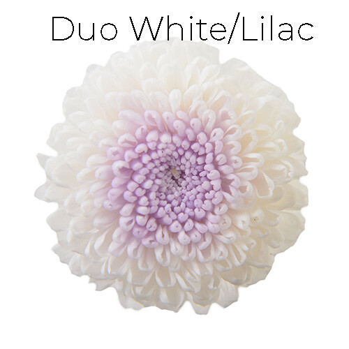 Pompon Mum Duo - White / Lilac