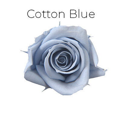 Spray Rose / Cotton Blue