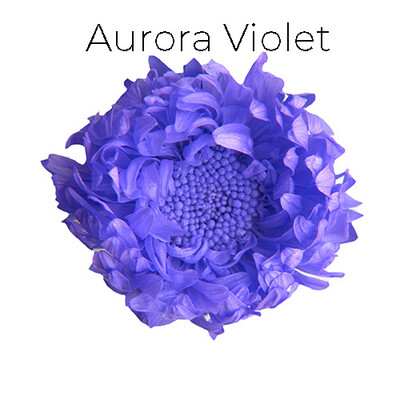 Aster / Aurora Violet