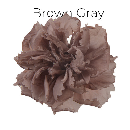 Mini Carnation / Brown Gray