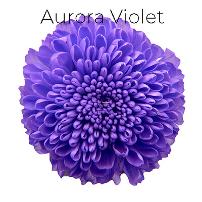 Pompon Mum / Aurora Violet