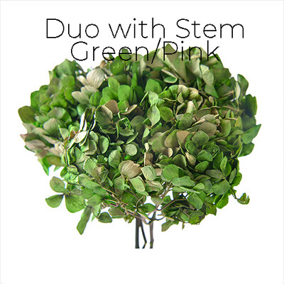 European Ajisai Duo with Stem / Green/Pink