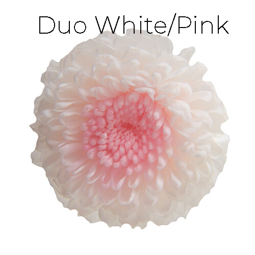 Pompon Mum Duo - White / Pink