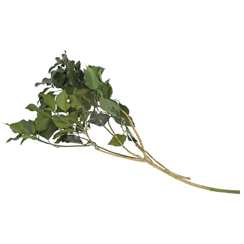 Hedera Arborea / Green