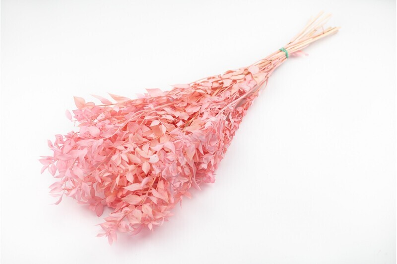 Preserved Ruscus - Pastel Light Pink
