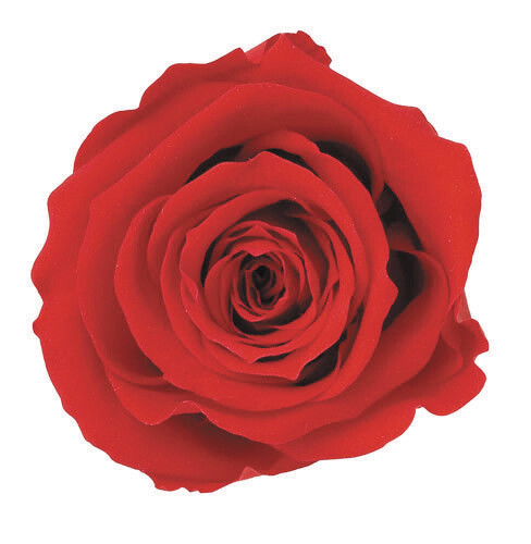Standard Rose with stem  / Cherry Red