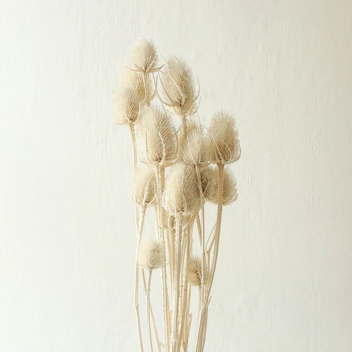 Cardo Dried / Bleached