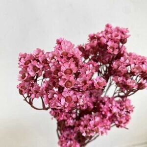 PRESERVED IXODIA- BOUQUET - PINK