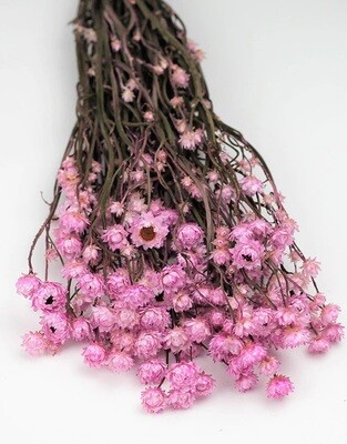 AMMOBIUM