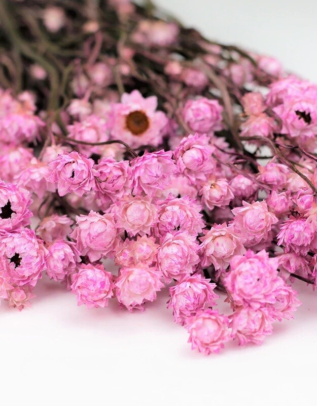 Dried Ammobium - Light Pink