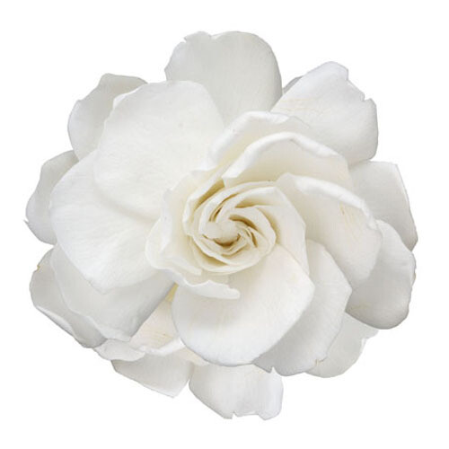 Gardenia / Pearl White