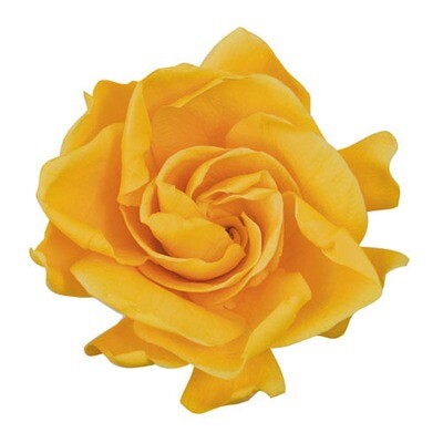 GARDENIA