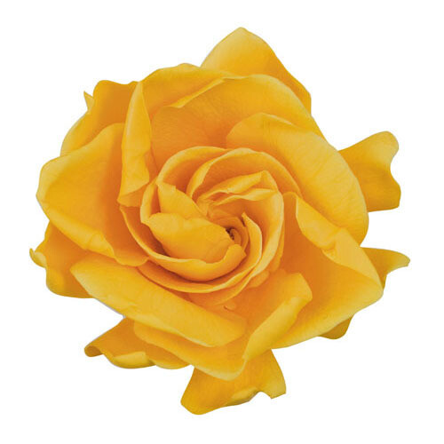 Gardenia / Golden Yellow