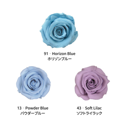 Spray Rose / Color Palette - AQUA Spray Rose / Color Palette - AQUA