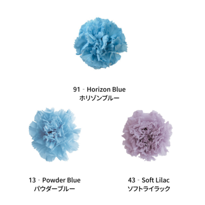 Mini Carnation Color Palette - AQUA