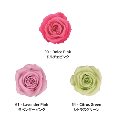 Spray Rose / Color Palette - POP