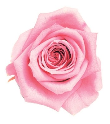 Standard Rose with stem  / Baby Pink
