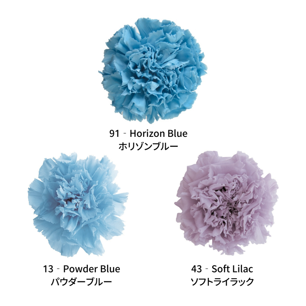 Standard Carnation Color Palette AQUA