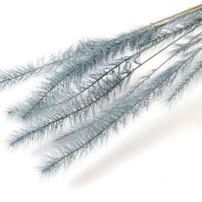 TAIL GRASS