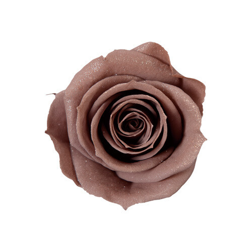 Sparkling Spray Rose / Brown Gray