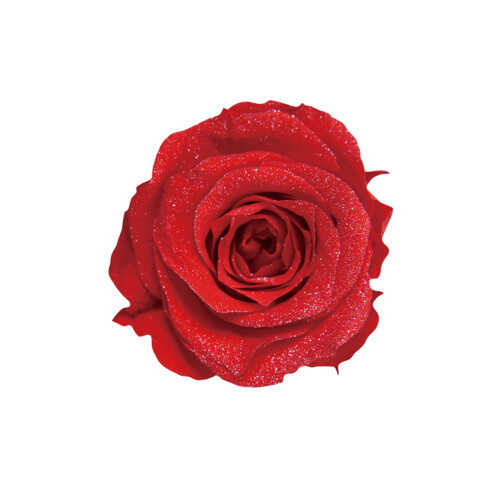 Sparkling Piccola Blossom Rose / Cherry Red