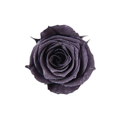 Sparkling Piccola Blossom Rose / Dark Purple