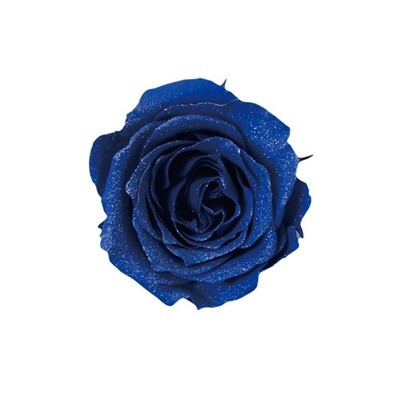 Sparkling Piccola Blossom Rose / Grand Blue