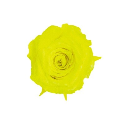 Piccola Blossom Rose / Neon Yellow