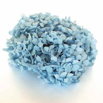 Andes Ajisai / Powder Blue