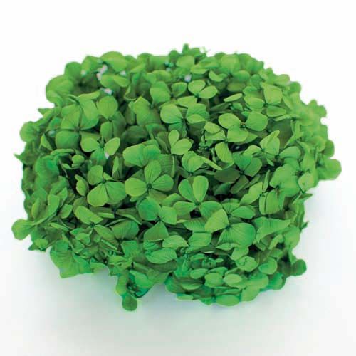 Andes Ajisai / Green