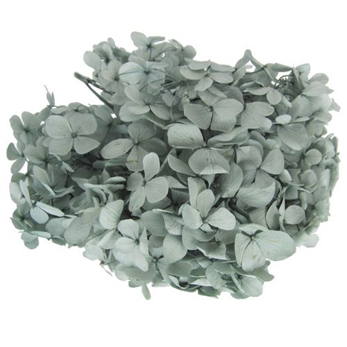 Andes Ajisai / Mist Green