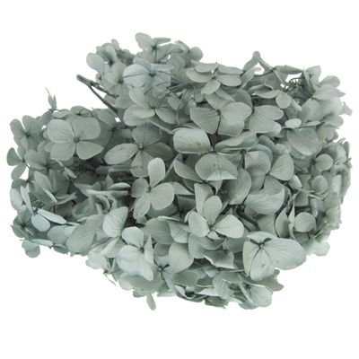 Andes Ajisai / Mist Green