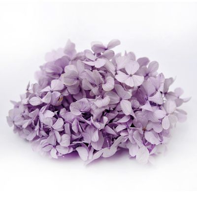 Andes Ajisai / Soft Lilac