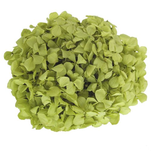 Andes Ajisai / Pistachio Green