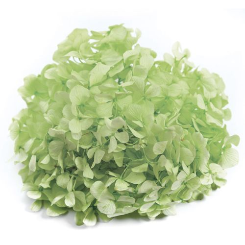 Andes Ajisai / Citrus Green