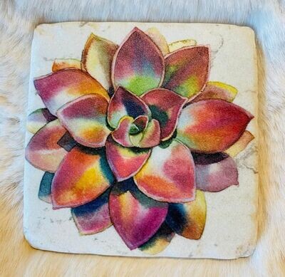 'Succulents' Coaster (B)