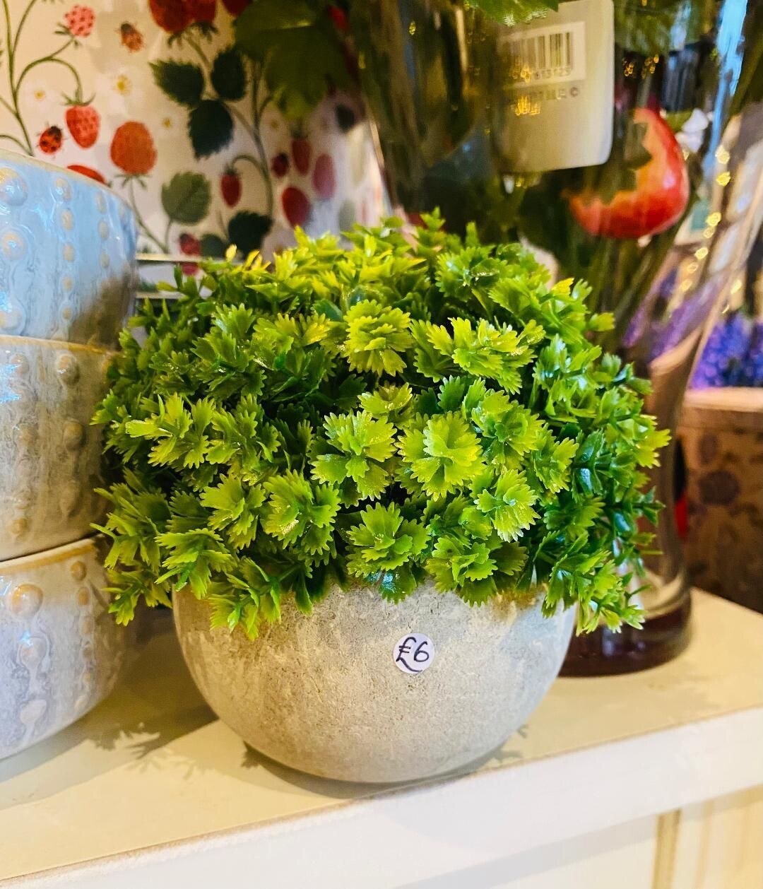 'Faux Parsley' Potted Plant