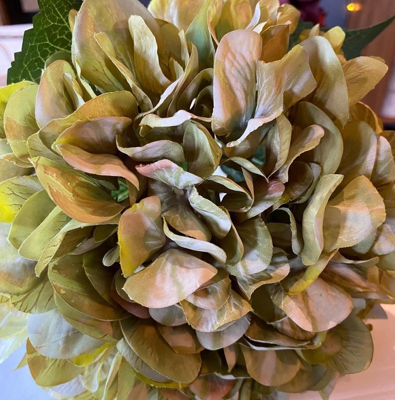 Antique Green -'Giant Hydrangea'