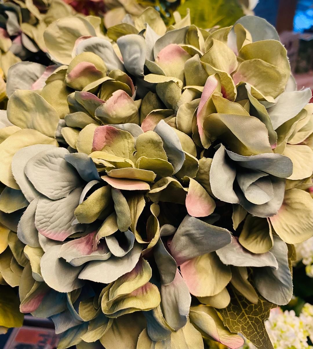 Antique Blue - 'Giant Hydrangea'