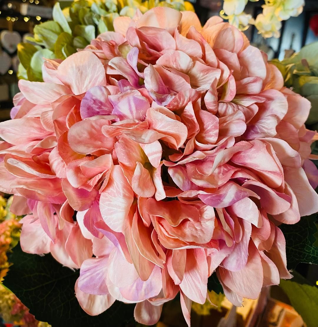 Pink 'Giant Hydrangea'