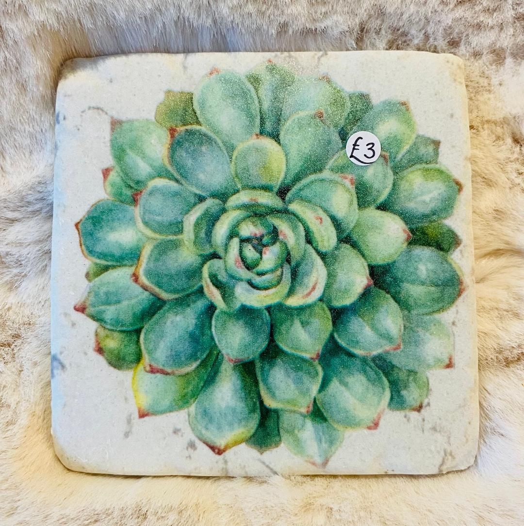 'Succulents' Coaster (A)