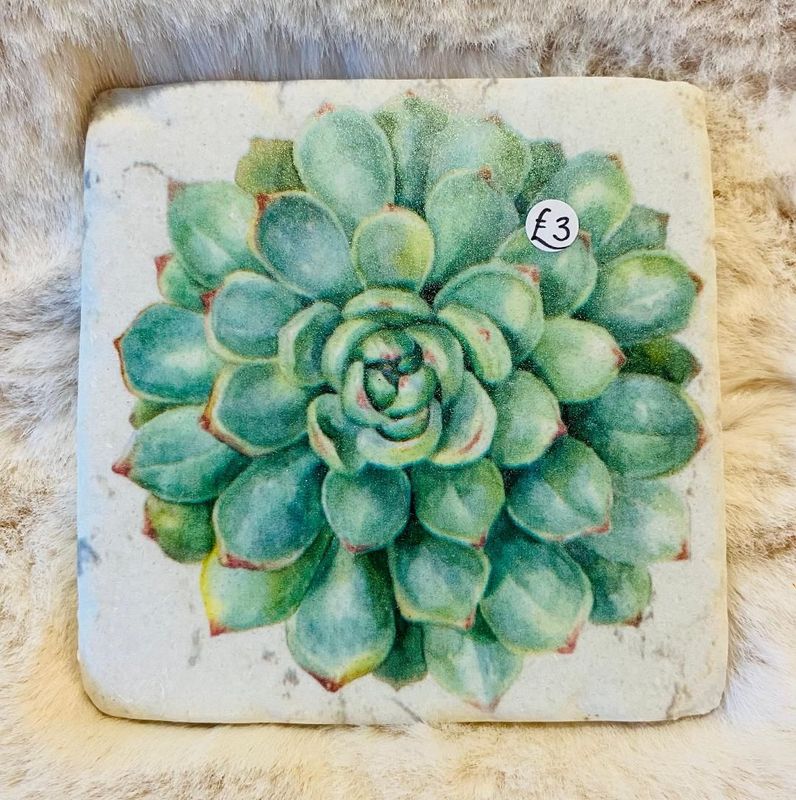 'Succulents' Coaster (A)