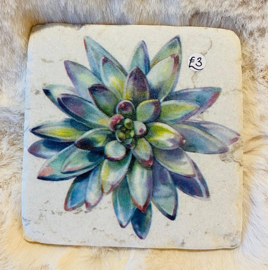 'Succulents' Coaster (B)