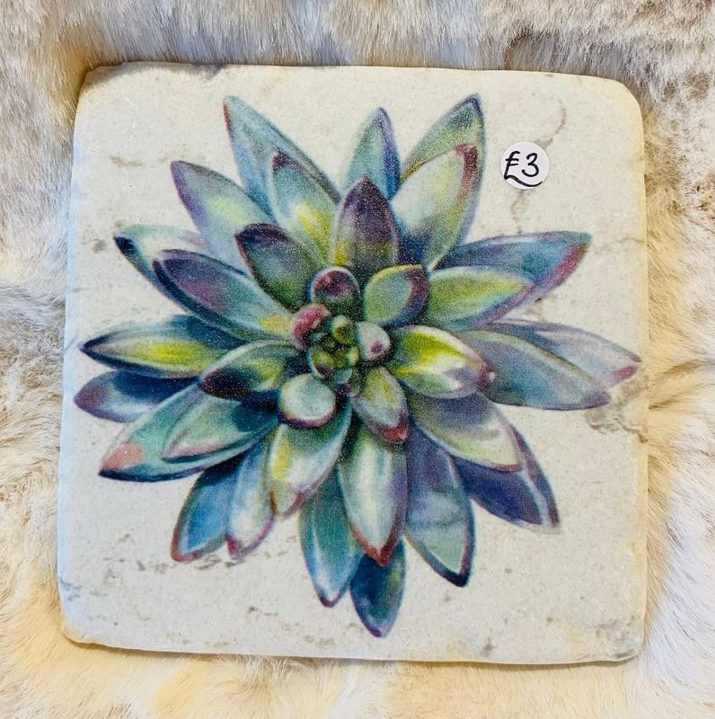'Succulents' Coaster (B)