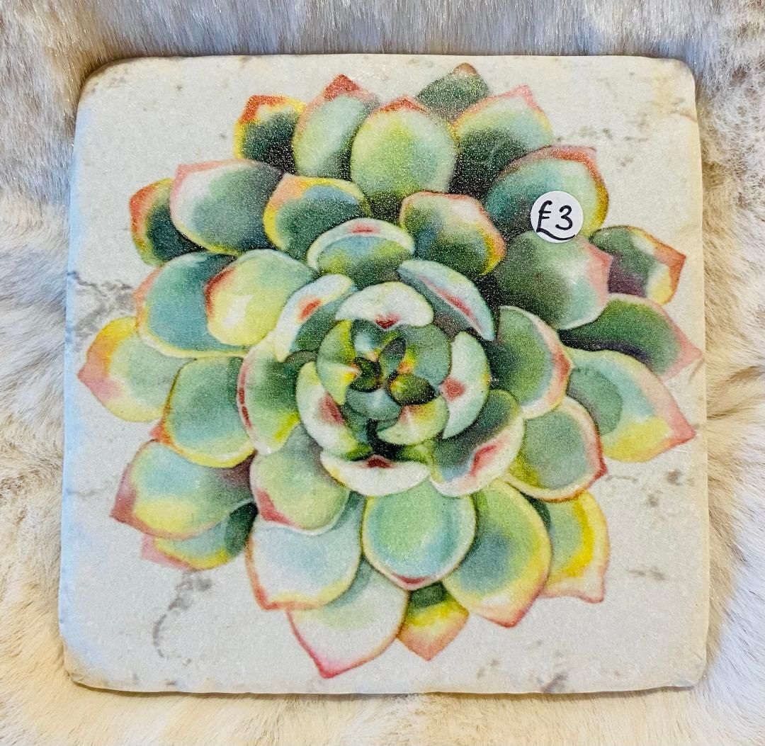 'Succulents' Coaster (C)